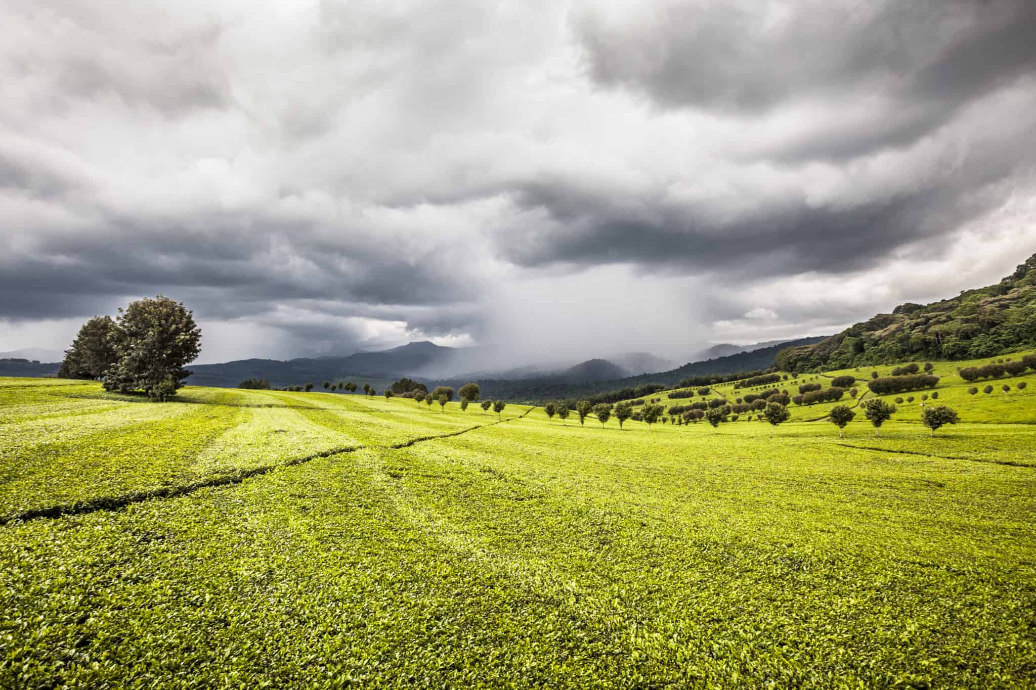 Tinderet Farm in Kenya