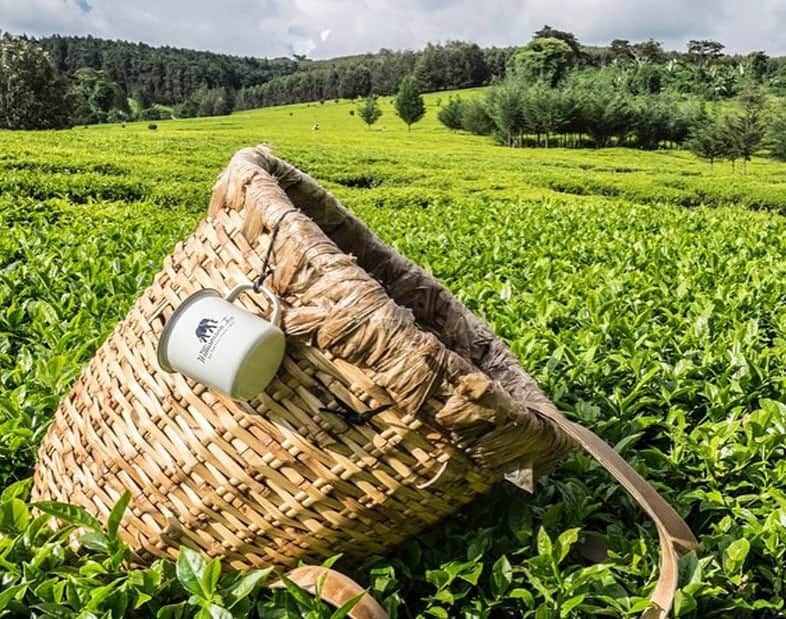 Fine tea