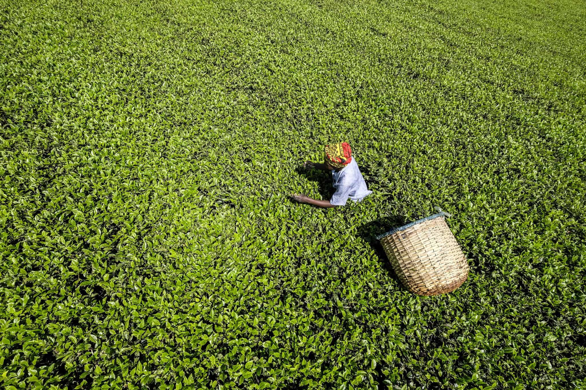 Tea plucking on Kaimosi