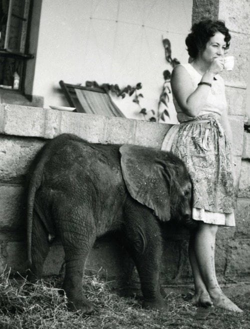 Image result for Daphne Sheldrick