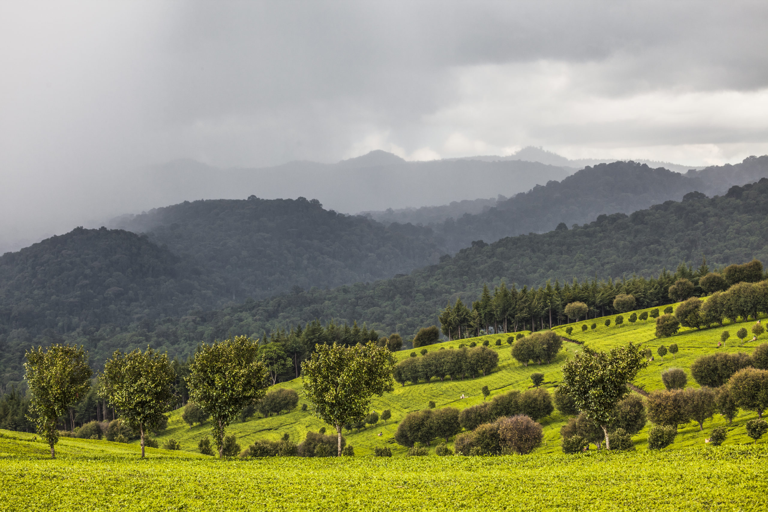 Tinderet tea fields with a grey sky