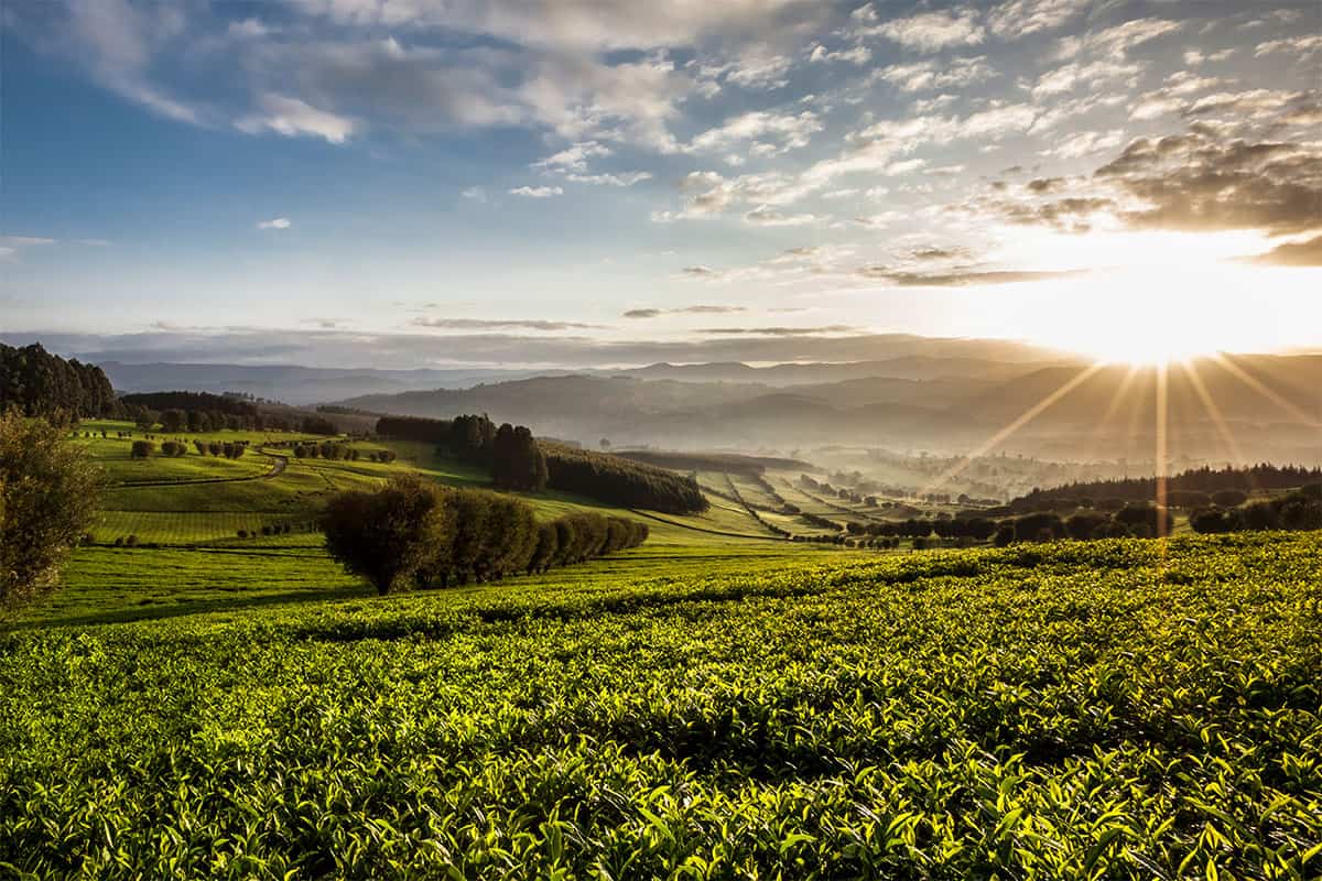 image of sunrise over williamson tea fields