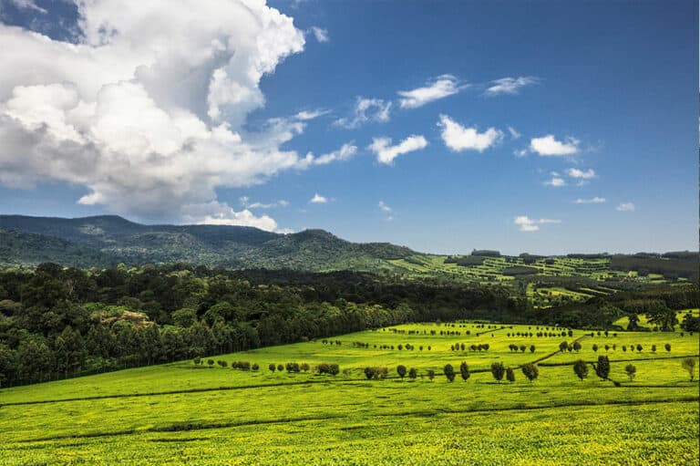 All About the Williamson Tea Company